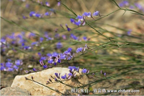 遠志畝產量多少