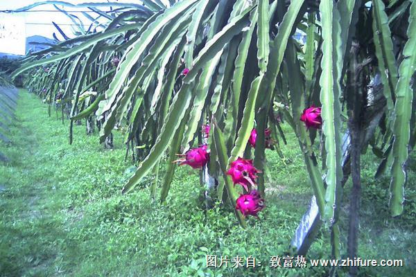 火龍果什么時候種植