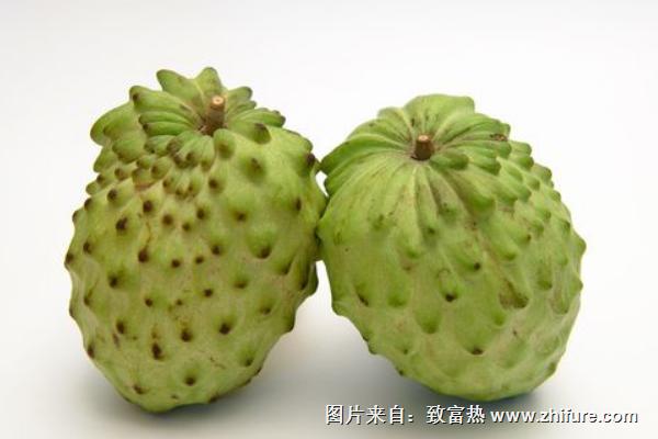 番鬼荔枝功效與作用及禁忌