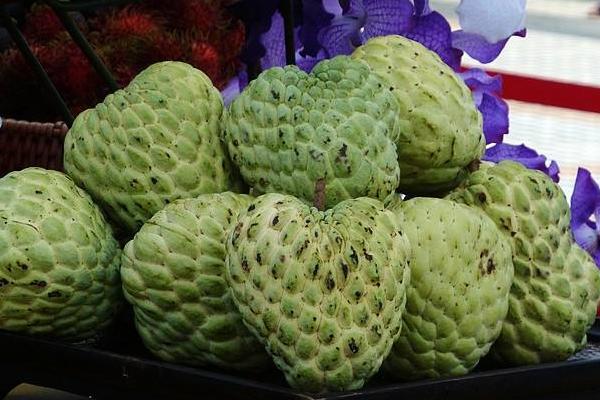 番鬼荔枝功效與作用及禁忌