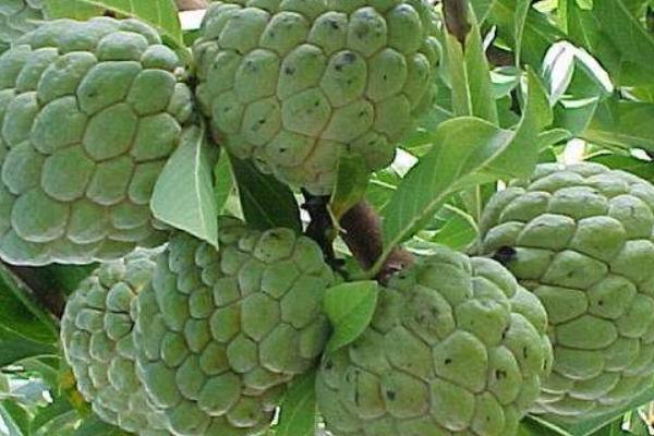 番鬼荔枝功效與作用及禁忌