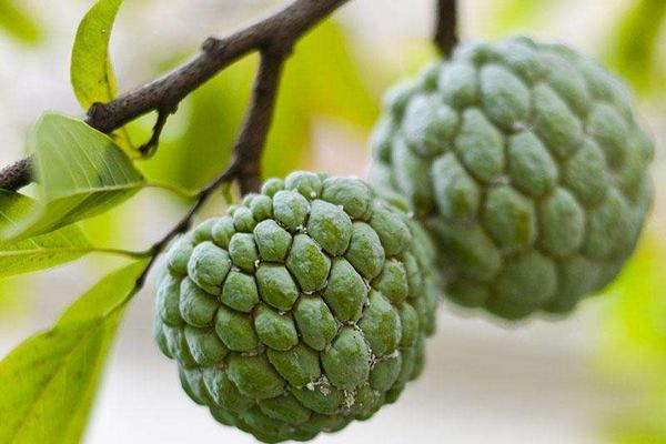 番鬼荔枝功效與作用及禁忌