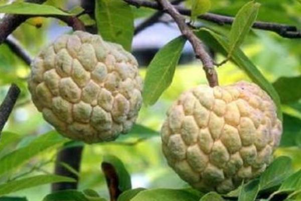 番鬼荔枝功效與作用及禁忌