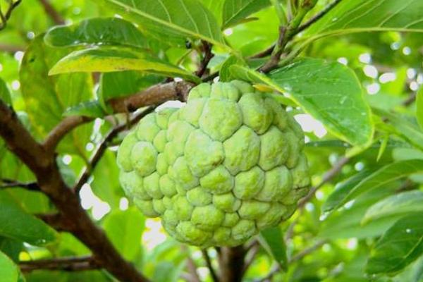 番鬼荔枝功效與作用及禁忌