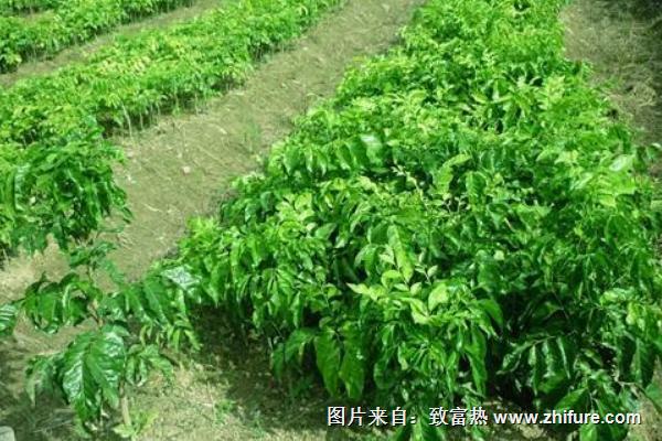 荔枝苗價格多少錢一棵