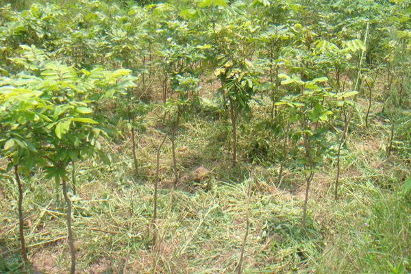 龍眼樹苗批發價格多少錢一顆