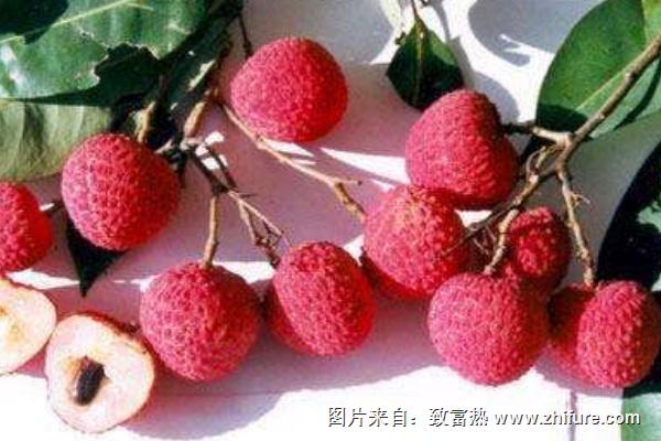 日啖荔枝三百顆全詩語句