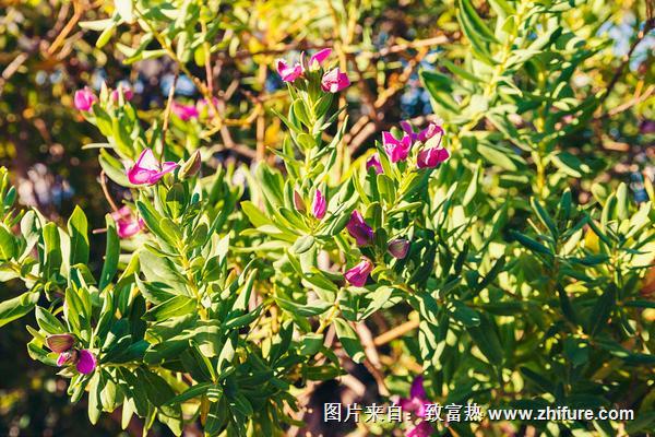 遠志種子價格多少錢一斤