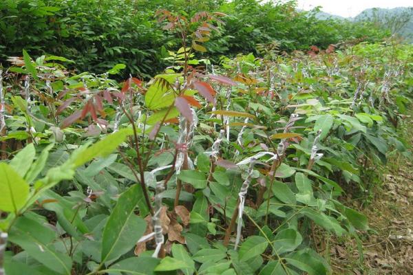 龍眼樹苗批發價格多少錢一顆