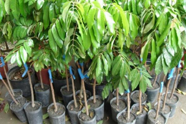 龍眼樹苗批發價格多少錢一顆