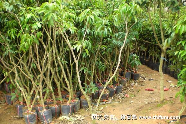 龍眼樹苗批發價格多少錢一顆