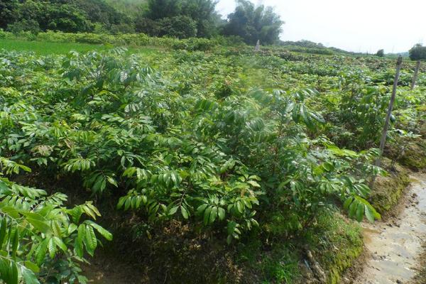 龍眼樹苗批發價格多少錢一顆