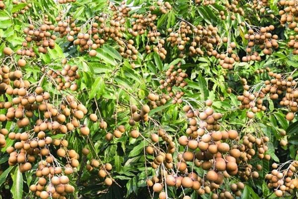 龍眼樹苗批發價格多少錢一顆