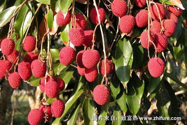 無人知是荔枝來全詩語句