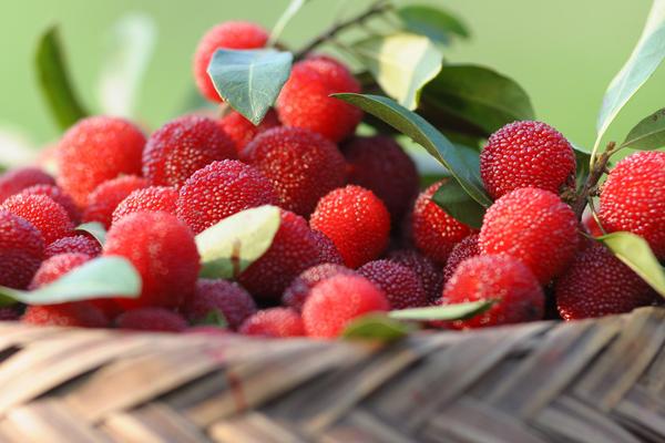 楊梅是酸性還是堿性