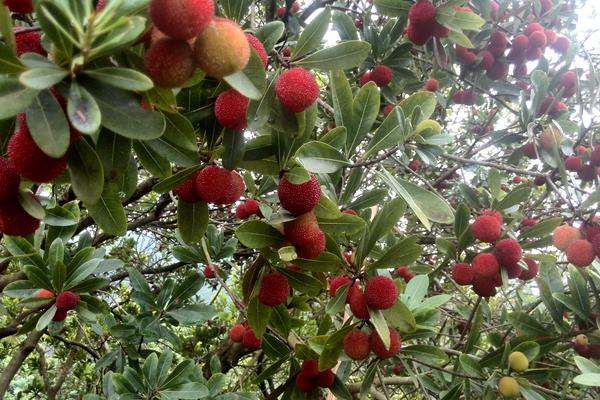 楊梅是酸性還是堿性