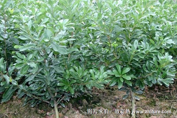 楊梅科學栽培技術