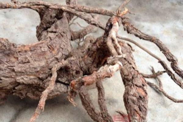 楊梅根的功效與作用及禁忌