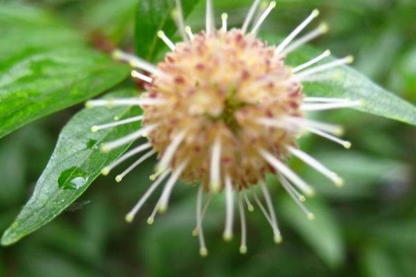 楊梅根的功效與作用及禁忌