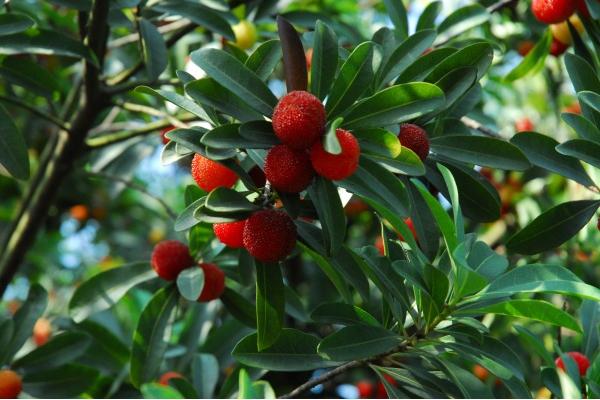 楊梅根的功效與作用及禁忌