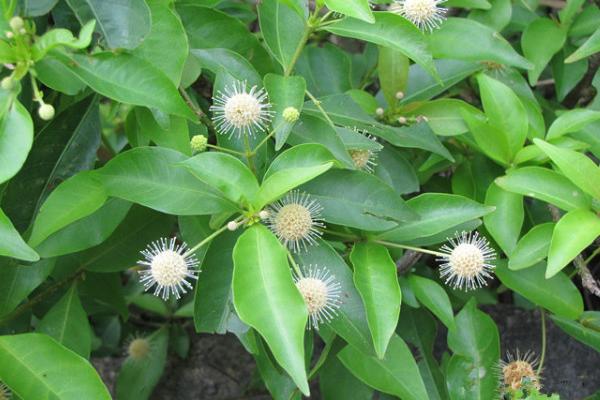 楊梅根的功效與作用及禁忌