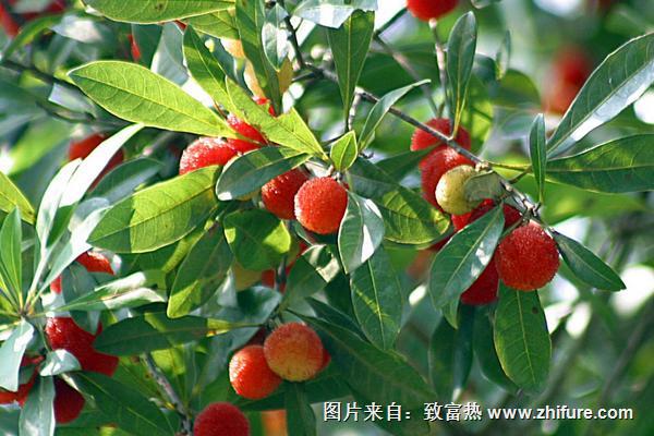 楊梅是酸性還是堿性