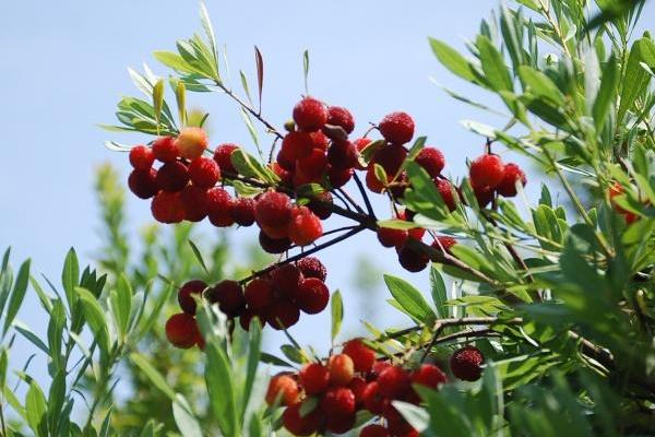 楊梅是酸性還是堿性