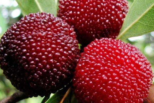 楊梅是酸性還是堿性