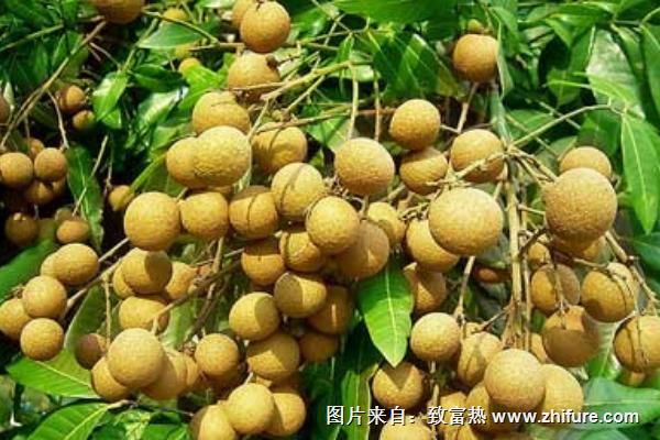 龍眼不能和什么一起吃