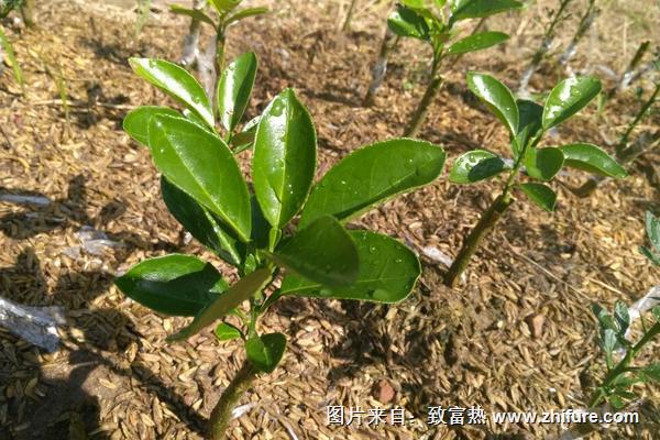 臍橙樹苗價格多少錢一株
