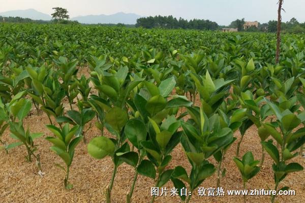 紐荷爾臍橙苗價格多少錢一棵