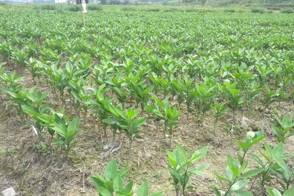 紐荷爾臍橙苗價格多少錢一棵