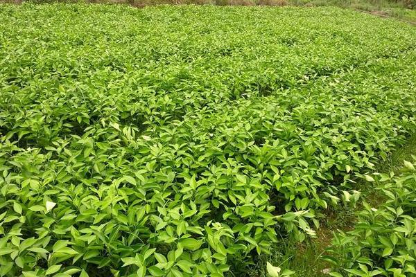 紐荷爾臍橙苗價格多少錢一棵