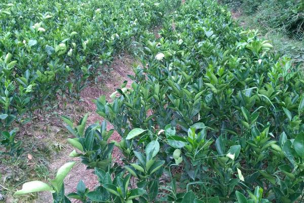 紐荷爾臍橙苗價格多少錢一棵