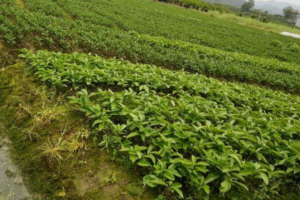 紐荷爾臍橙苗價格多少錢一棵