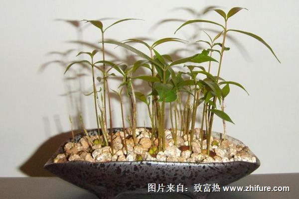 龍眼盆栽能活多久