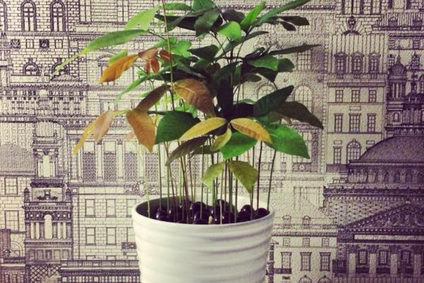 龍眼盆栽能活多久