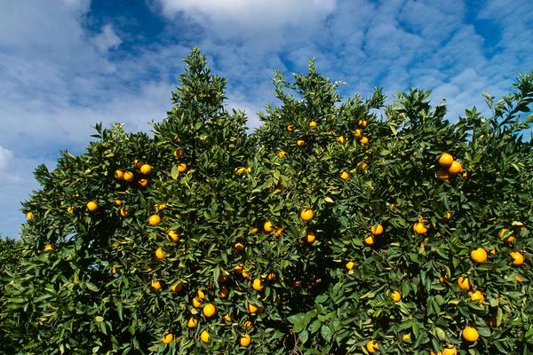 倫晚臍橙價格多少錢一斤