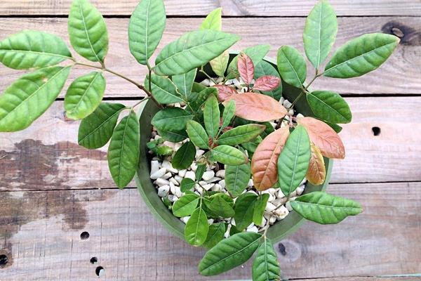 龍眼盆栽能活多久