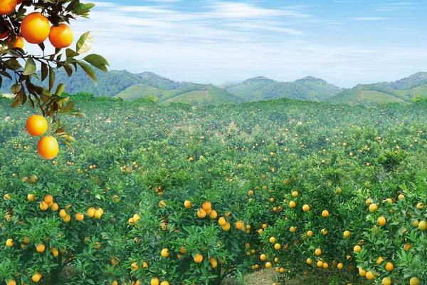 倫晚臍橙價格多少錢一斤