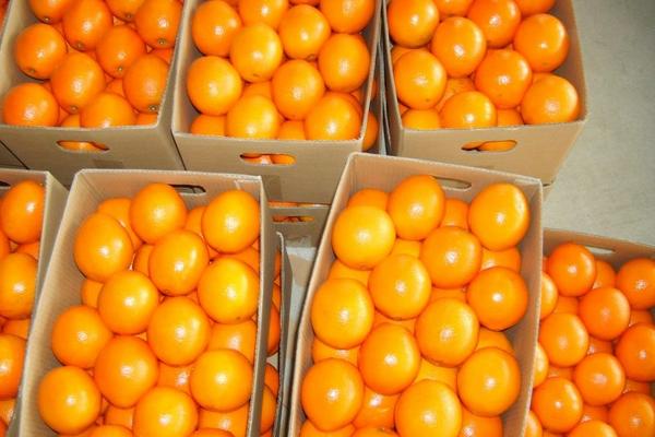 贛南臍橙怎么挑