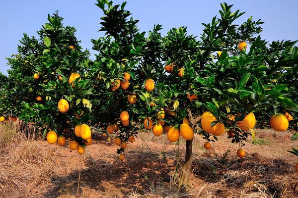 贛南臍橙怎么挑