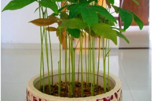 龍眼盆栽能活多久