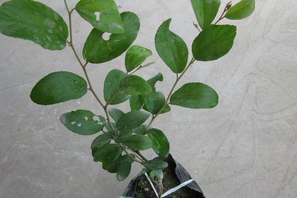 龍眼盆栽能活多久