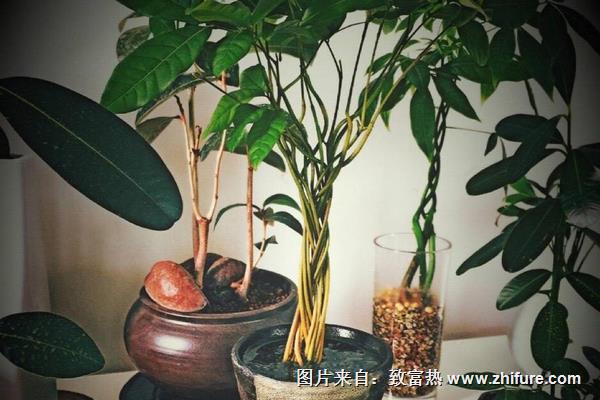 龍眼盆栽種植方法