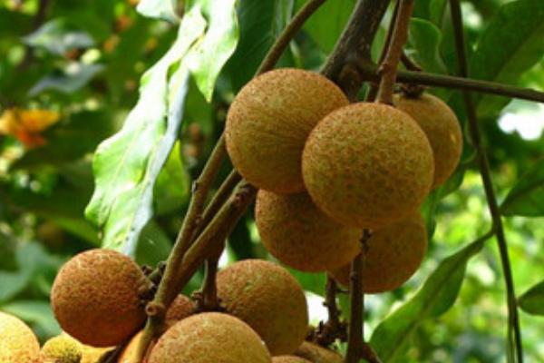 石硤龍眼產地在哪里