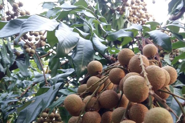 石硤龍眼產地在哪里