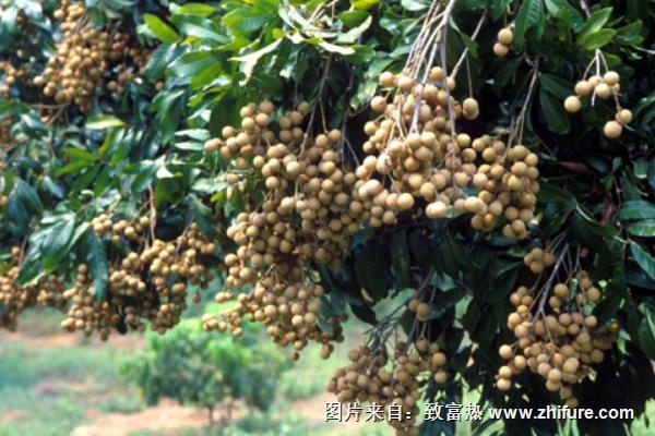 石硤龍眼價格多少錢一斤