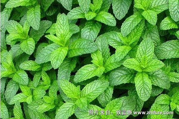 薄荷什么時候播種