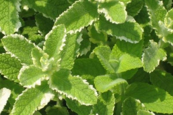 薄荷什么時候播種